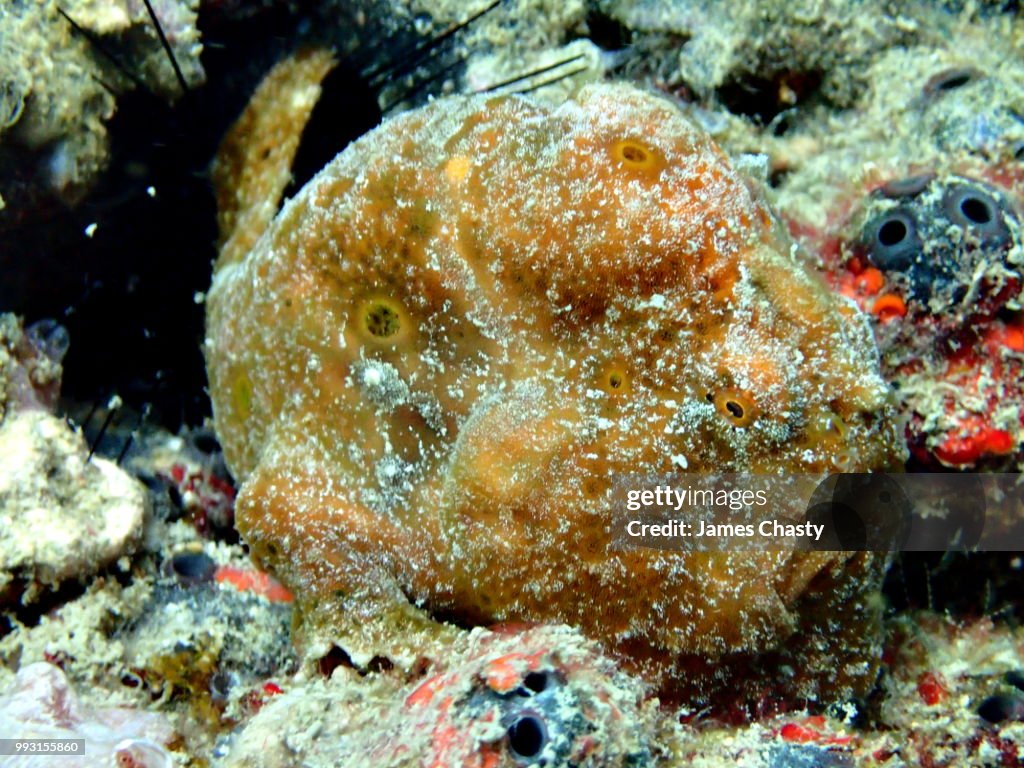 Giant Frogfish, Madagascar