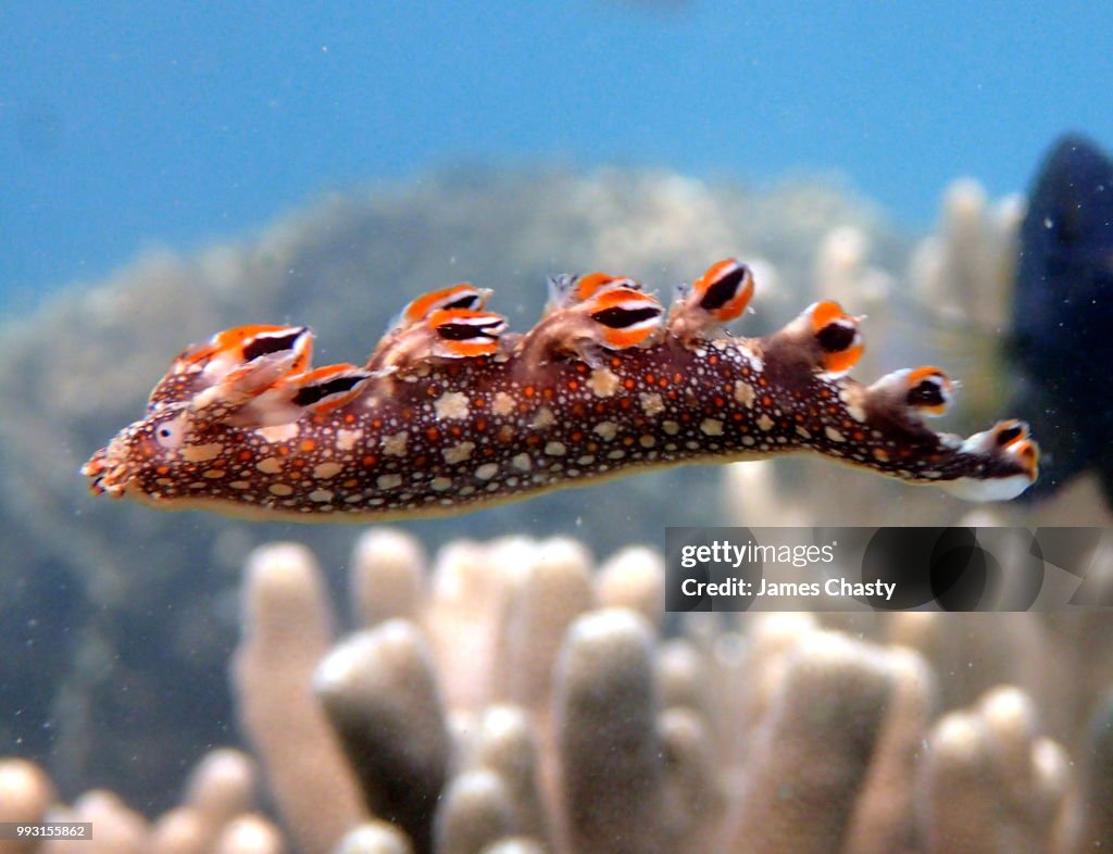 Swimming Bornella anguila, Madagascar