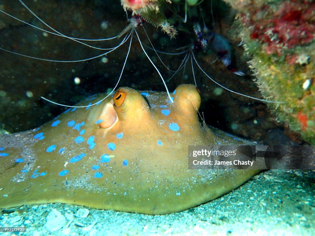 Blue Spotted Ribbontail Ray, Madagascar
