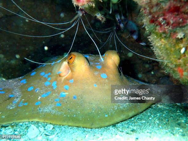blue spotted ribbontail ray, madagascar - taeniura lymma stock pictures, royalty-free photos & images