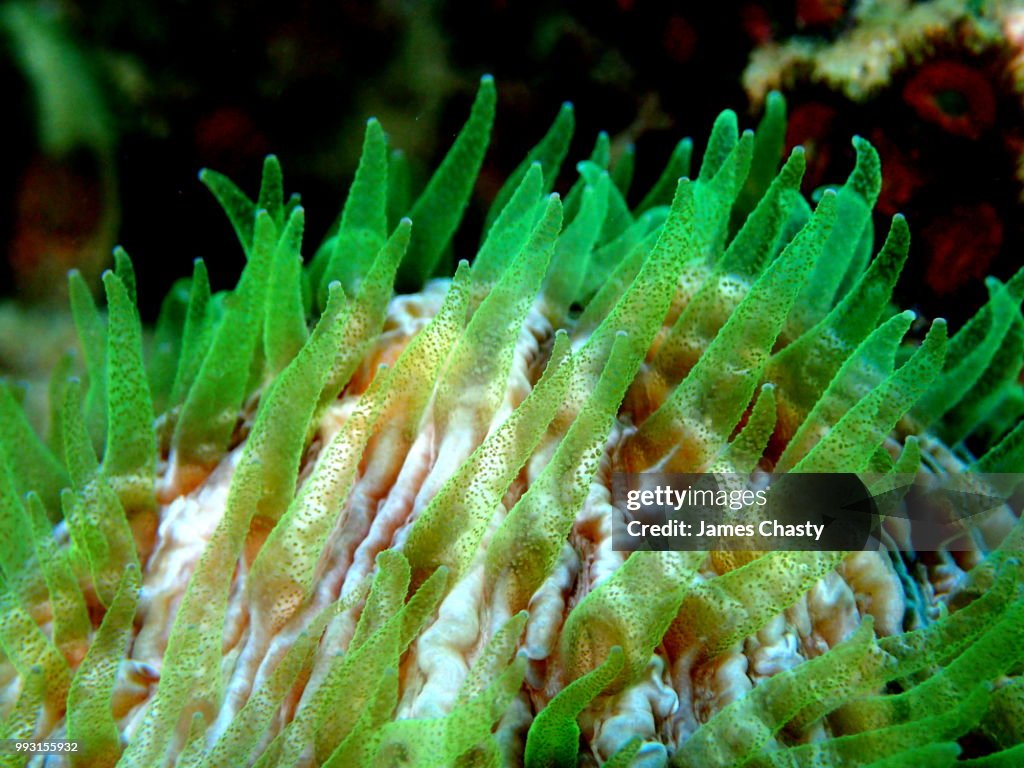 Extended Coral Polyps, Madagascar