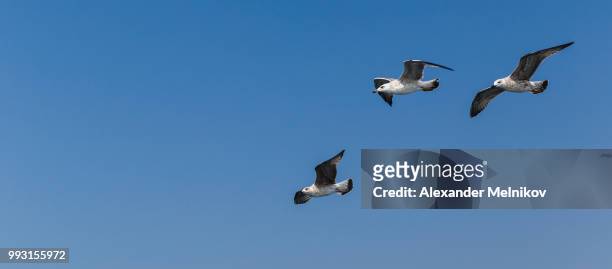 cormorant flying over the sea of marmara - sea of marmara stock pictures, royalty-free photos & images