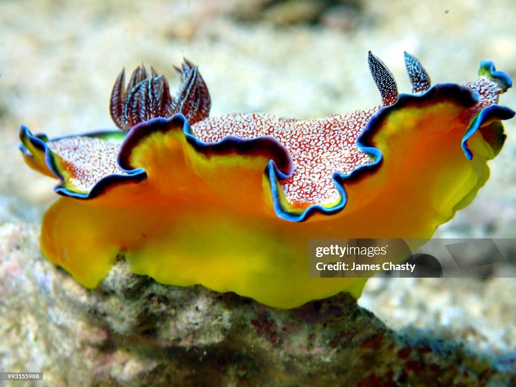 Nudibranch Goniobranchus albopunctatus, Madagascar