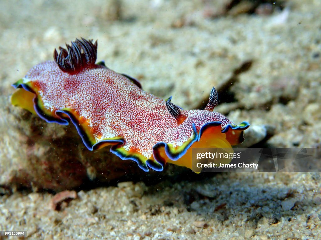 Nudibranch Goniobranchus albopunctatus, Madagascar