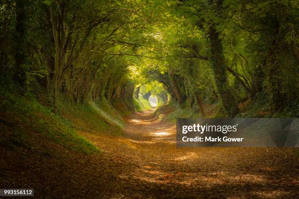 Tunnel Of Trees High-Res Stock Photo