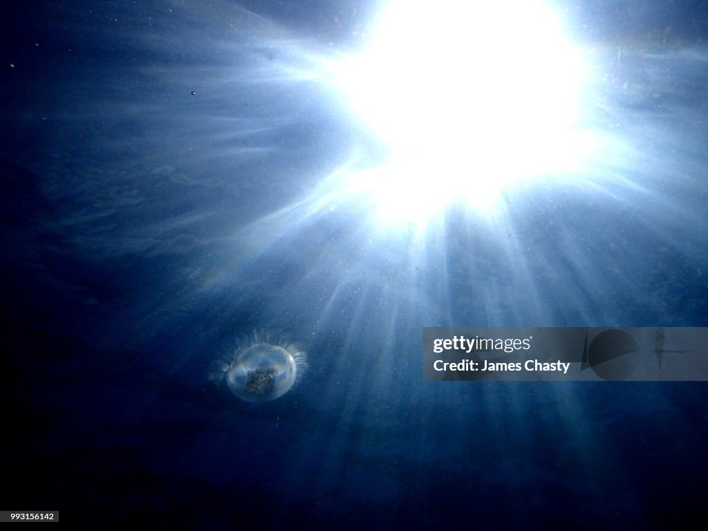 Moon Jellyfish, Madagascar