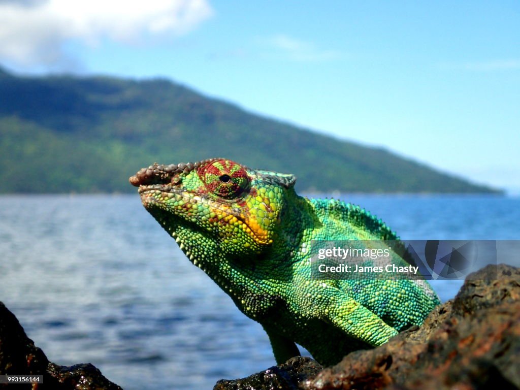 Posing Panther Chameleon, Madagascar