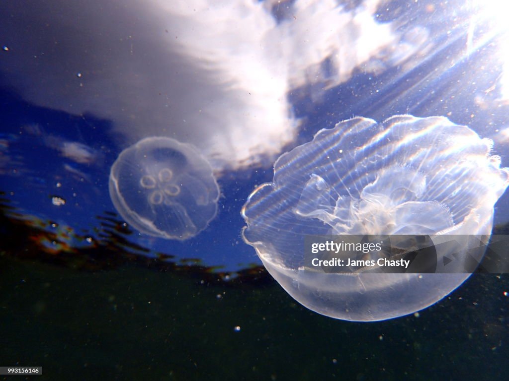 Moon Jellyfish, Madagascar