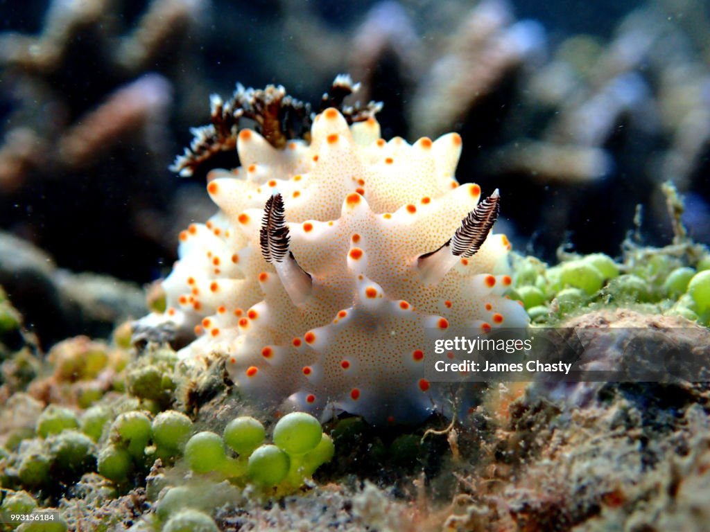 Nudibranch Halgerda carlsoni, Madagascar