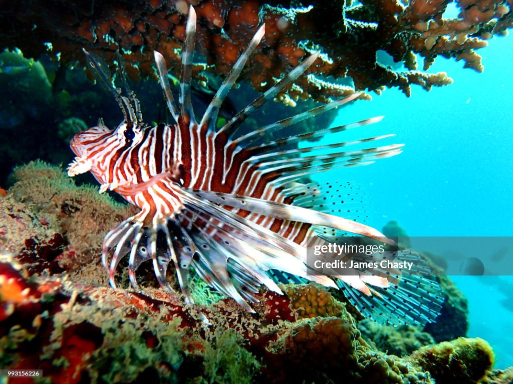 Lionfish, Madagascar
