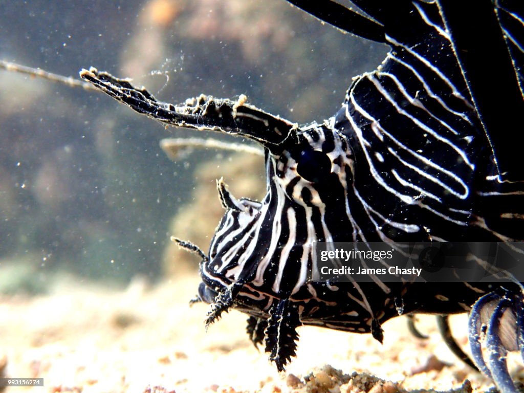 Black Lionfish, Madagascar