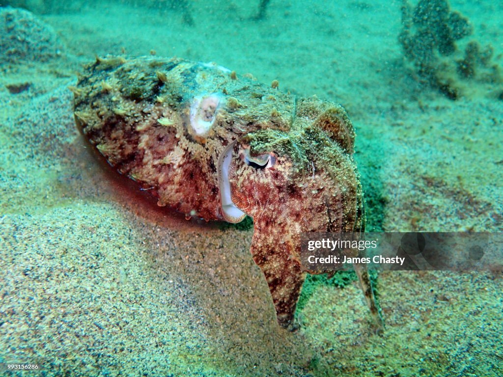 Cuttlefish, Madagascar