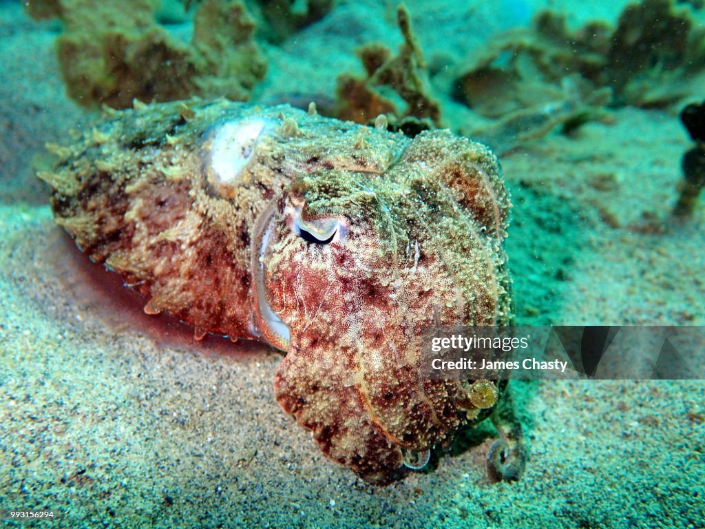 Cuttlefish, Madagascar