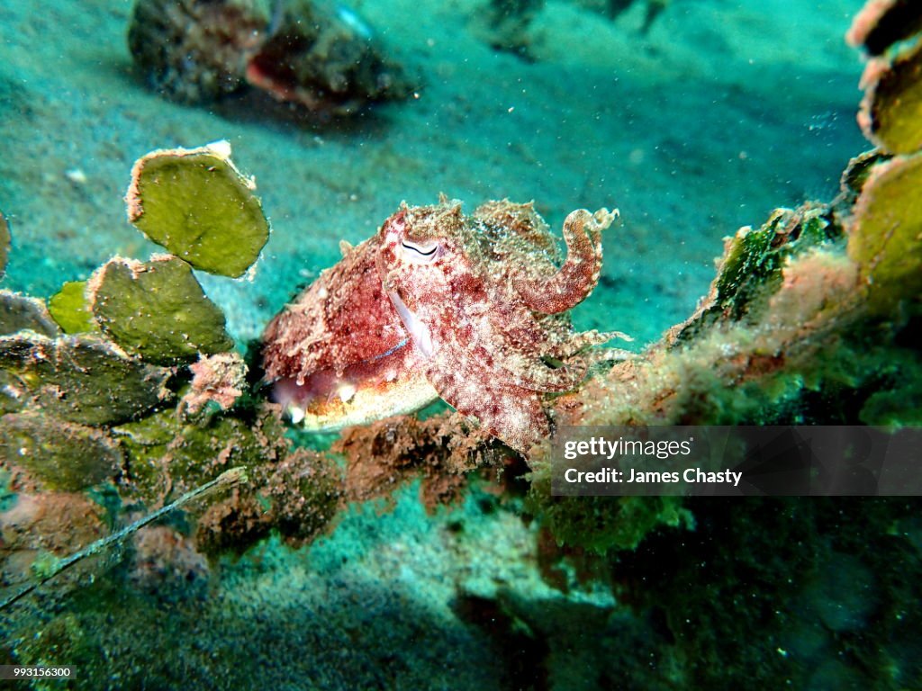 Cuttlefish, Madagascar