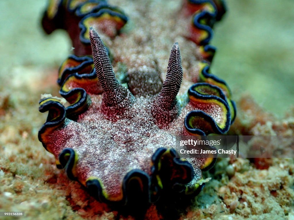 Nudibranch - Glossodoris cincta, Madagascar