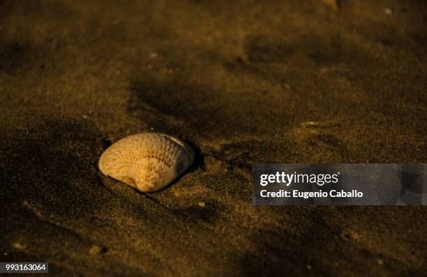 shell on the beach - shell beach stock pictures, royalty-free photos & images
