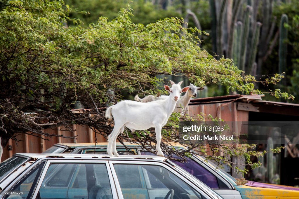 Goats on cars on Bonaire