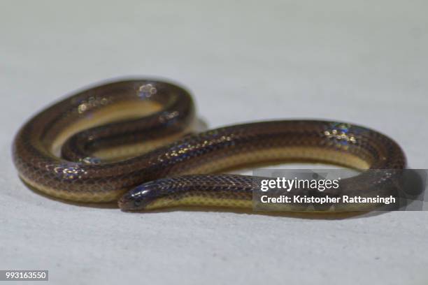 three-lined snake, atractus trilineatus - schuppenkriechtiere stock-fotos und bilder