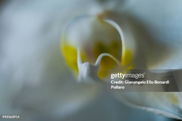 orchidea macro - orchidea ストックフォトと画像