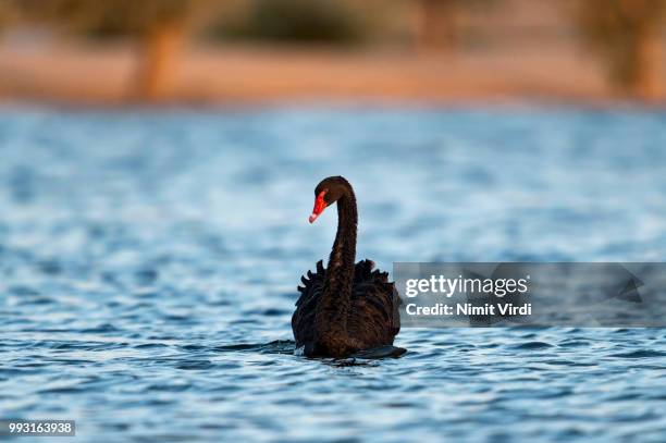 black beauty - black swans stock pictures, royalty-free photos & images