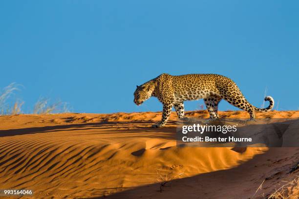 kalahari leopard on red dune - ter stock-fotos und bilder