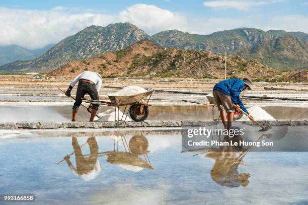 men using shovels to load salt into the wheelbarrows - phan rang stock pictures, royalty-free photos & images