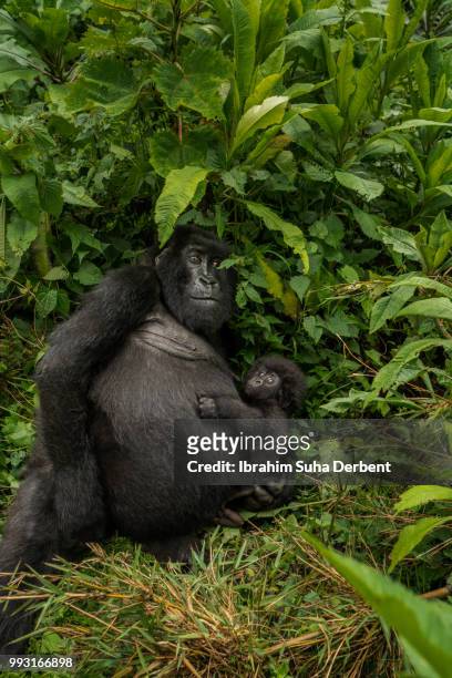 mother mountain gorilla is holding her baby under some leaves. - ruhengeri foto e immagini stock