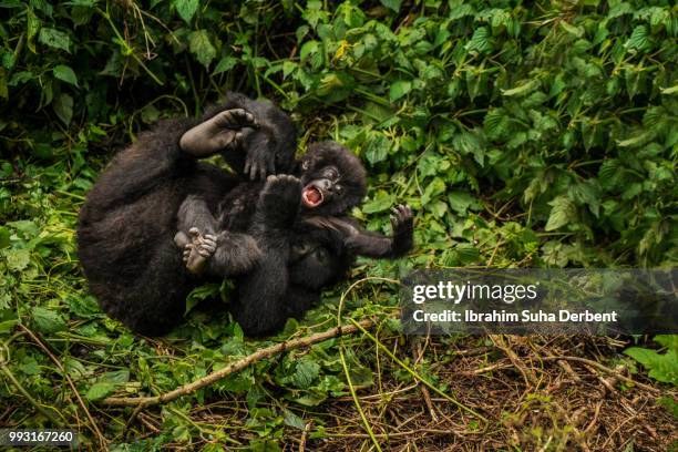 adult mountain gorilla and infant mountain gorilla are playing together. - ruhengeri foto e immagini stock