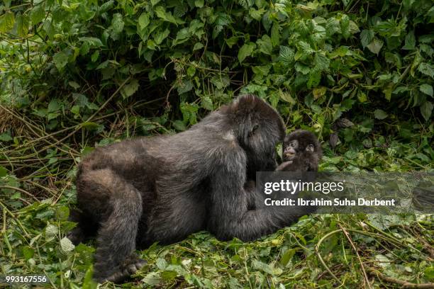 mother mountain gorilla and her baby are staring each other and playing. - ruhengeri foto e immagini stock