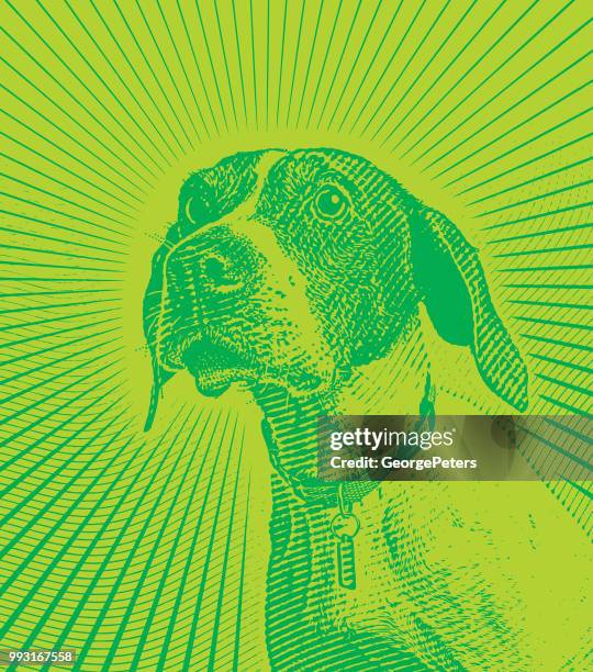 pointer dog hoping to be adopted - pointer dog stock illustrations