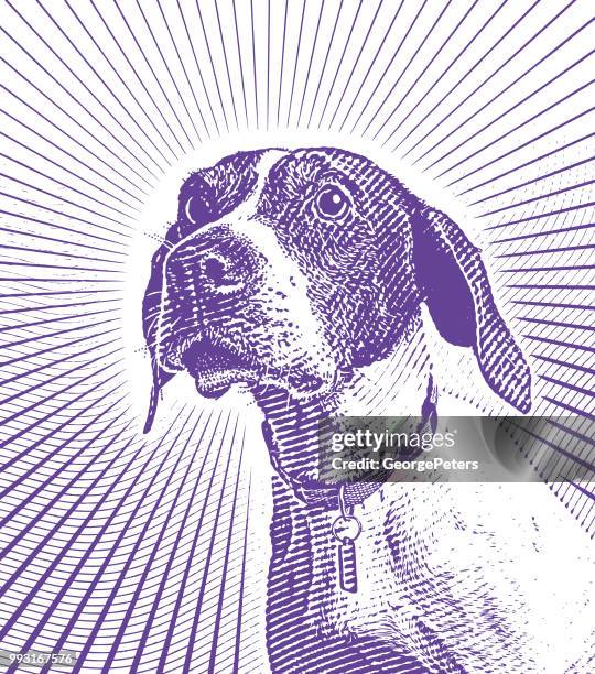 pointer dog hoping to be adopted - pointer dog stock illustrations