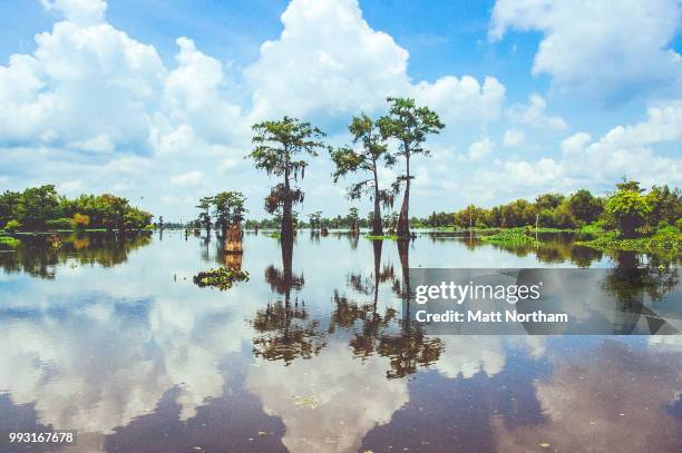 atchafalaya swamps - northam stock pictures, royalty-free photos & images