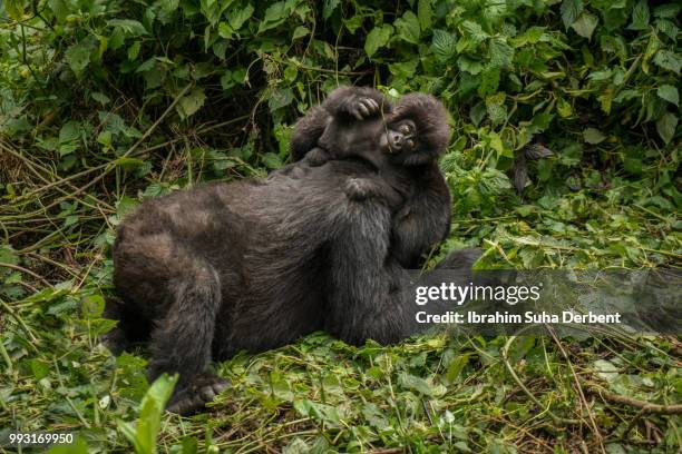 mother mountain gorilla is lying down on the ground and her baby is playing on its mothers back. - ruhengeri foto e immagini stock