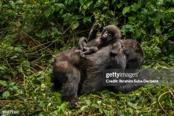 mother mountain gorilla lying on the ground and her baby is sitting on her back. - ruhengeri stock pictures, royalty-free photos & images