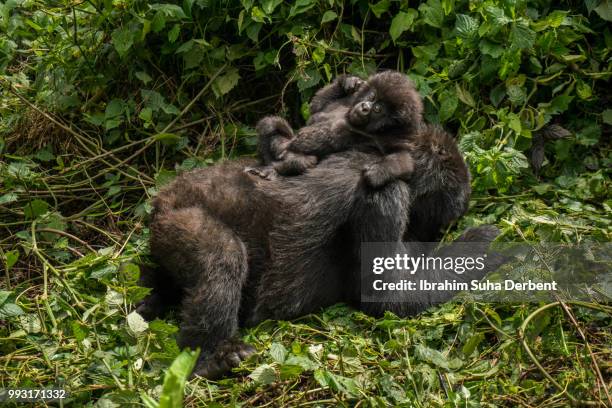 mother mountain gorilla and her baby are sleeping together. - ruhengeri stock pictures, royalty-free photos & images