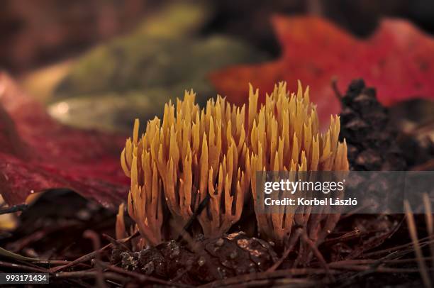 spiky mushroom - korbel stock pictures, royalty-free photos & images