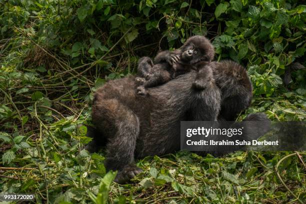 mother mountain gorilla lying on the ground and her baby is sitting on her back. - ruhengeri foto e immagini stock