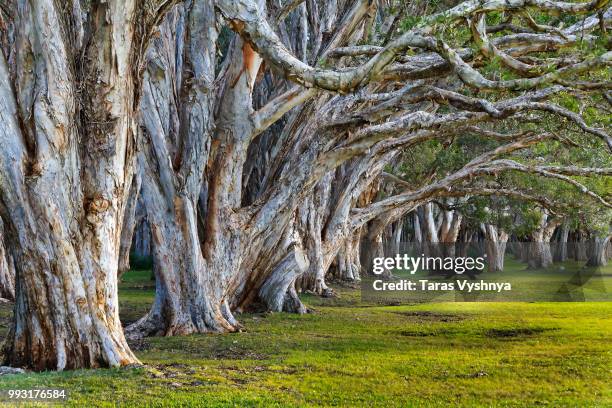 centennial trees - centennial imagens e fotografias de stock