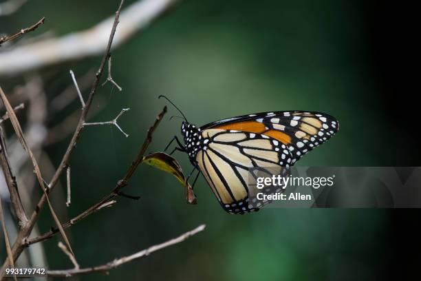 monarch butterfly - butterfly cacoon stock pictures, royalty-free photos & images