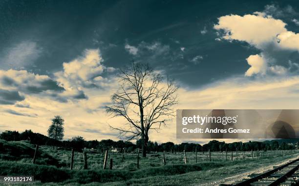 arboles seco - seco stockfoto's en -beelden