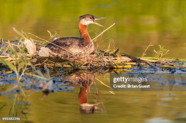 nesting red-necked grebe (podiceps grisegena). - roodhalsfuut stockfoto's en -beelden