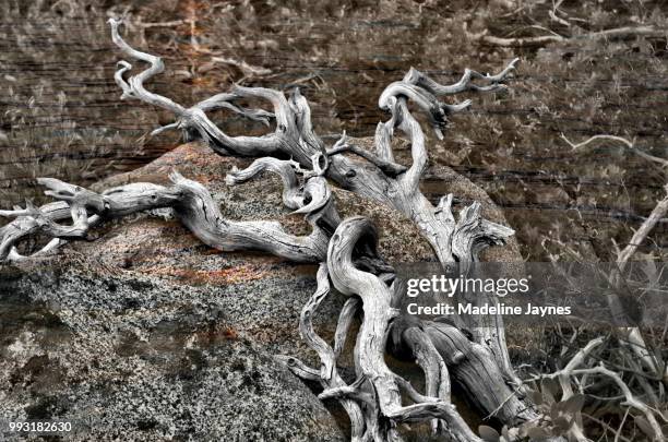 difference. - madeline stock pictures, royalty-free photos & images