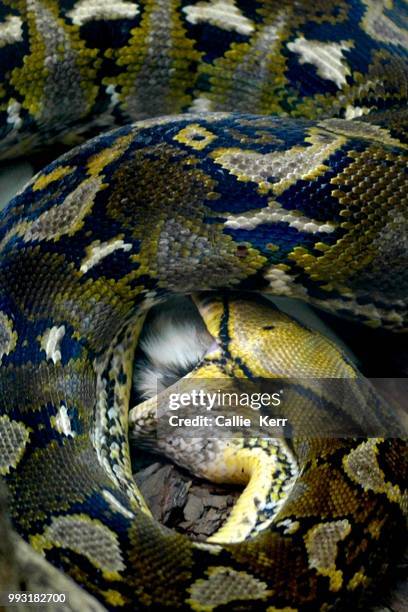 yellow python okc zoo - indian python - fotografias e filmes do acervo