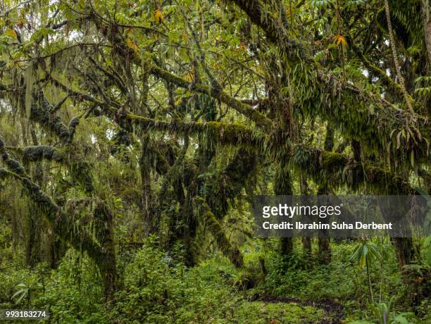 wide angle image of a forest in rwanda - ruhengeri foto e immagini stock