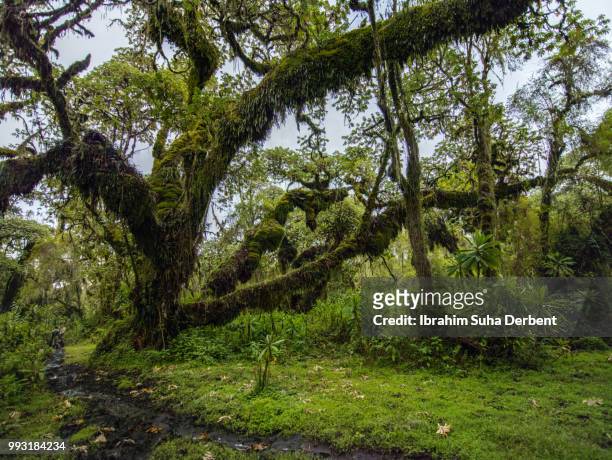 wide angle image of big mossy tree in rwanda - ruhengeri foto e immagini stock