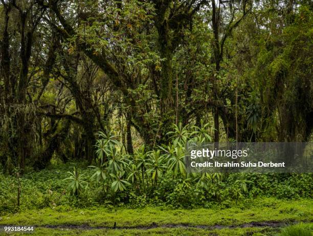 landscape photo of a jungle in rwanda, africa. - ruhengeri foto e immagini stock