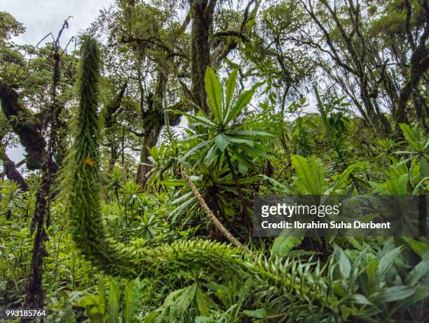 close up photo of different jungle plants. - ruhengeri foto e immagini stock