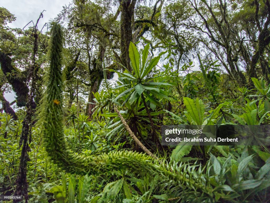 Close Up Photo Of Different Jungle Plants High Res Stock Photo Getty close-up-photo-of-different-jungle-plants-high-res-stock-photo-getty