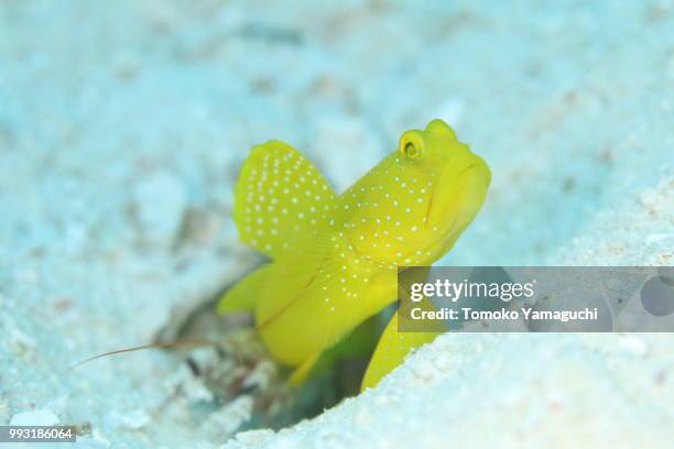 goby - trimma okinawae stock pictures, royalty-free photos & images