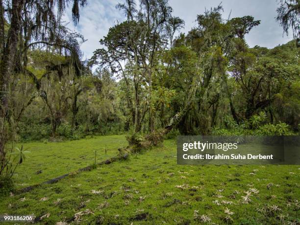 wide angle image of a green field and forest in rwanda. - ruhengeri foto e immagini stock